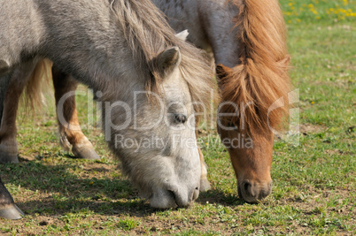 Grasende Ponys