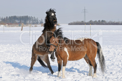 Kämpfende Ponys