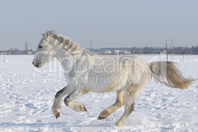 Pony im Schnee