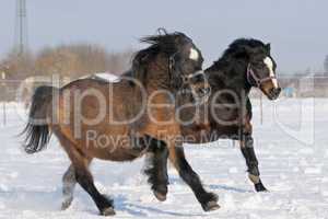 Ponys im Schnee