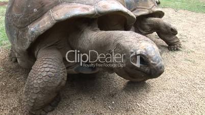 Riesenschildkröten auf Mauritius