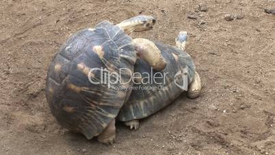 Schildkröten bei der Paarung
