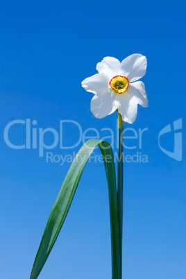 Narcissus flower over  blue sky