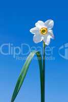 Narcissus flower over  blue sky