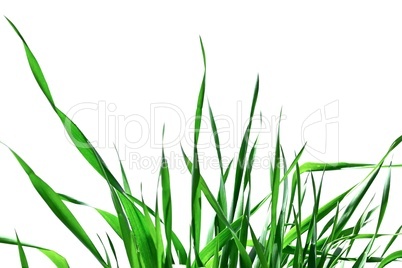 Green grass isolated