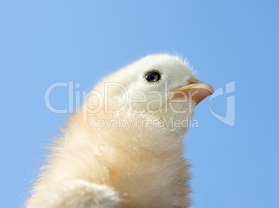 Small light yellow chicken