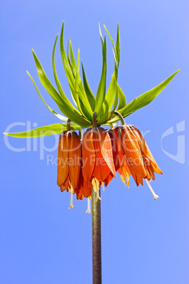 Spring orange flower