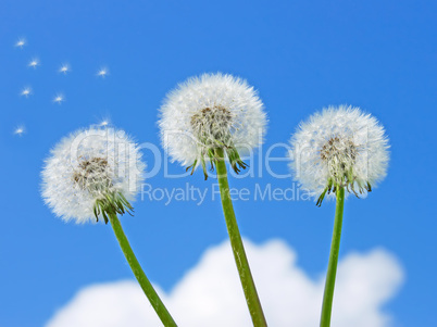 Three dandelion against the blue sky