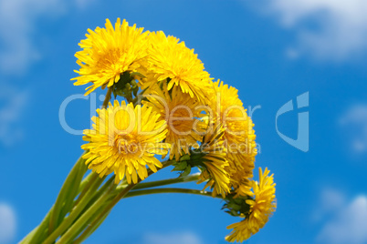 Bouquet of dandelion against the blue sky