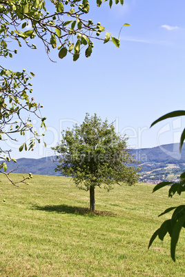 Baum Baum