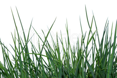 Green grass isolated on the white