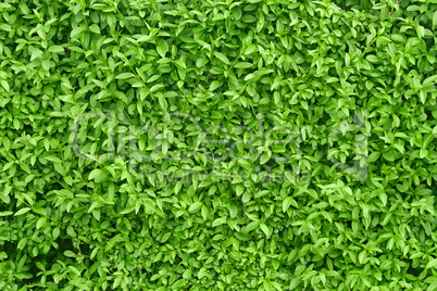 A fragment of a green living fence