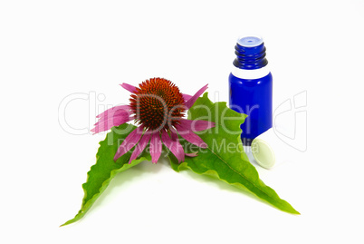 Echinacea purpurea