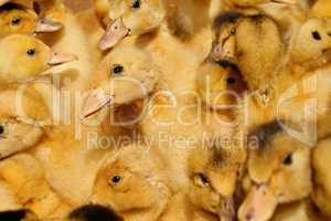Many small domestic ducklings