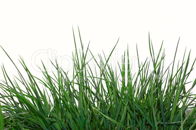 Young green grass over white