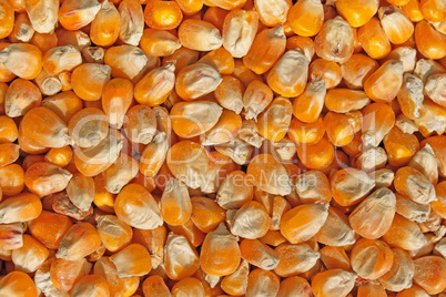 Crop of corn fodder