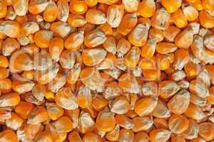 Crop of corn fodder