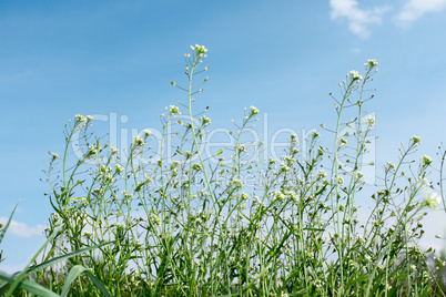 Flowering crucials plants