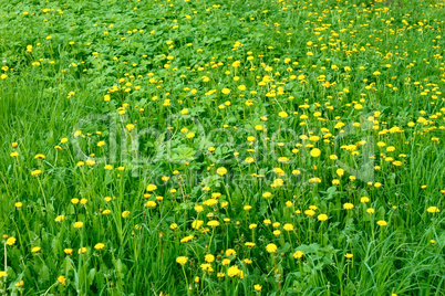 Dandelion flowers in the meadow