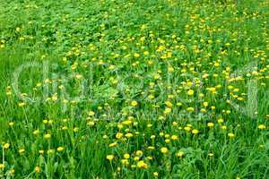 Dandelion flowers in the meadow