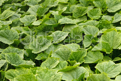 Young green cucumber plants