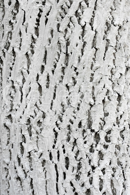 Bark of tree covered with lime