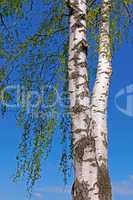 Trunk of a birch tree with green leaves