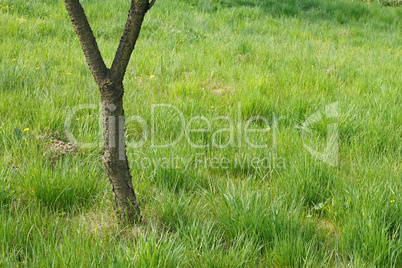 Cherry tree among meadow