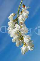Inflorescence of white acacia