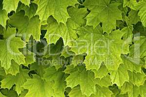 Young delicate leaves of maple