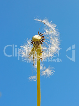 Blowball against blue sky