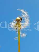 Blowball against blue sky