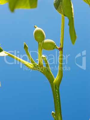 Young small green fruits of walnut