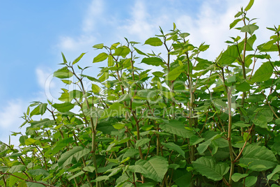 Group of young plants