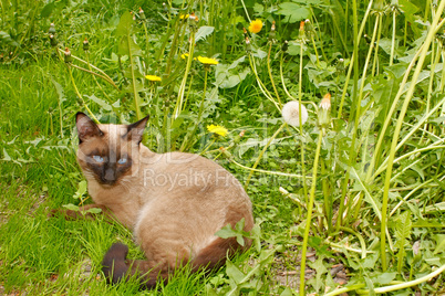 Cat lying on the green grass