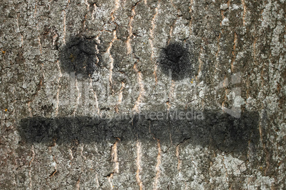 Bark of tree with painted smile