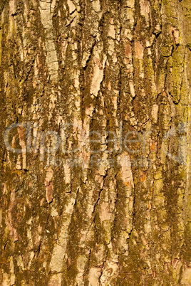 The bark of big old tree