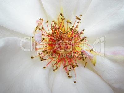 White rose. Macro photo