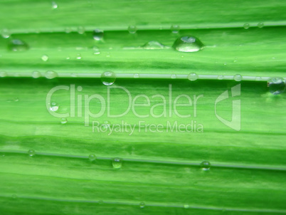 Gladiolus leaf with water drops