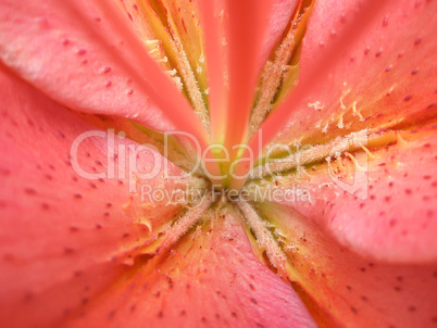 Lily flower. Macro photo