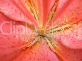 Lily flower. Macro photo