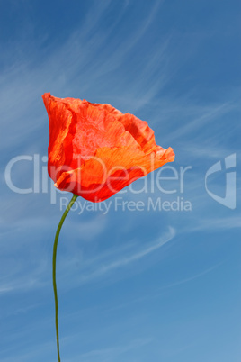Red poppy flower against blue sky