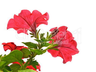 Red flowers isolated on the white
