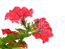 Red flowers isolated on the white
