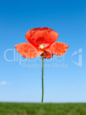 Red poppy flower over field