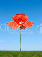 Red poppy flower over field