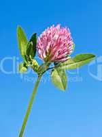 Clover flower against blue sky