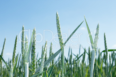Green spikes of wheat
