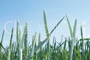 Green spikes of wheat