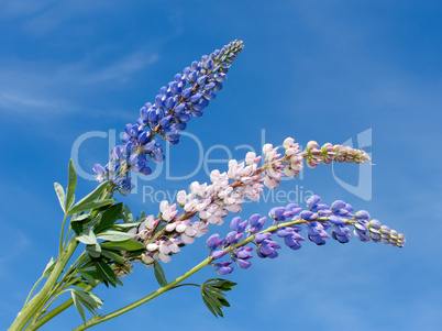 Flowering lupine inflorescence